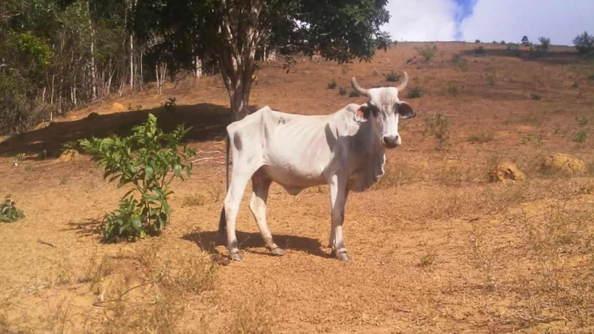 Rebanho de Minas corre risco por causa da seca na região norte do estado