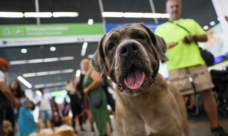 Tutores de pets fazem manifestação em aeroportos de São Paulo