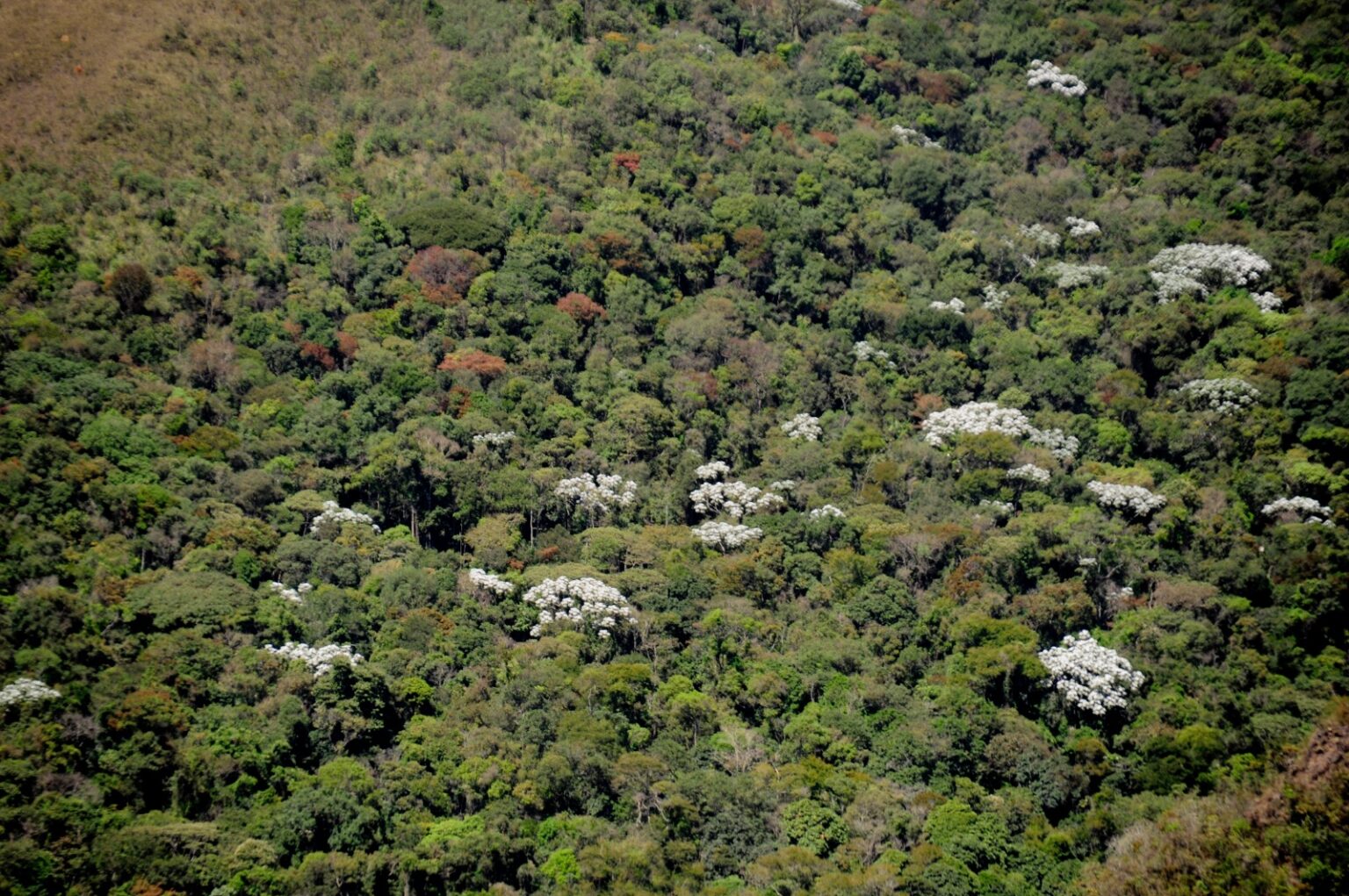 Além de Minas Gerais, outros estados que registraram quedas expressivas no desmatamento foram Bahia (57%), Paraná (78%) e Santa Catarina (86%)