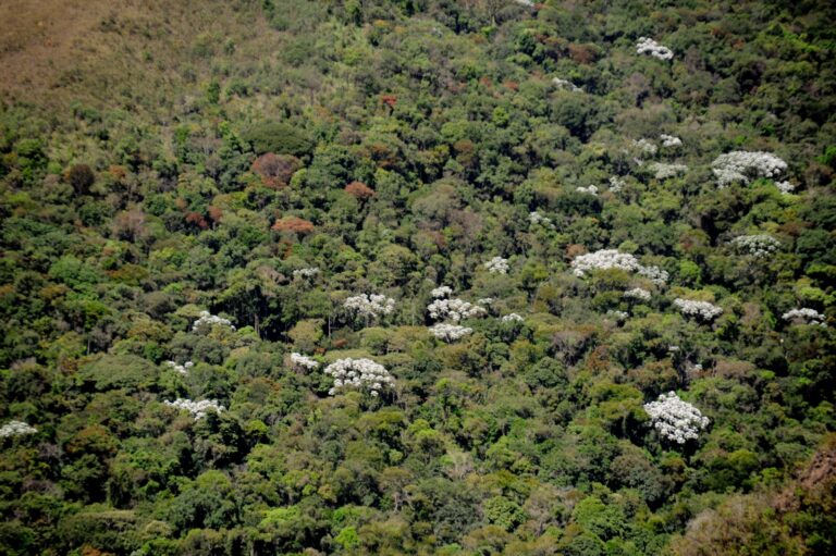 Além de Minas Gerais, outros estados que registraram quedas expressivas no desmatamento foram Bahia (57%), Paraná (78%) e Santa Catarina (86%)