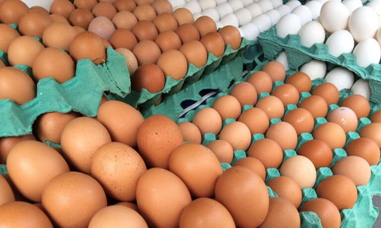Produção de ovos