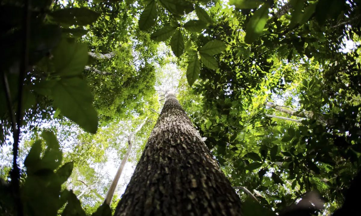 Foto mostra floresta brasileira