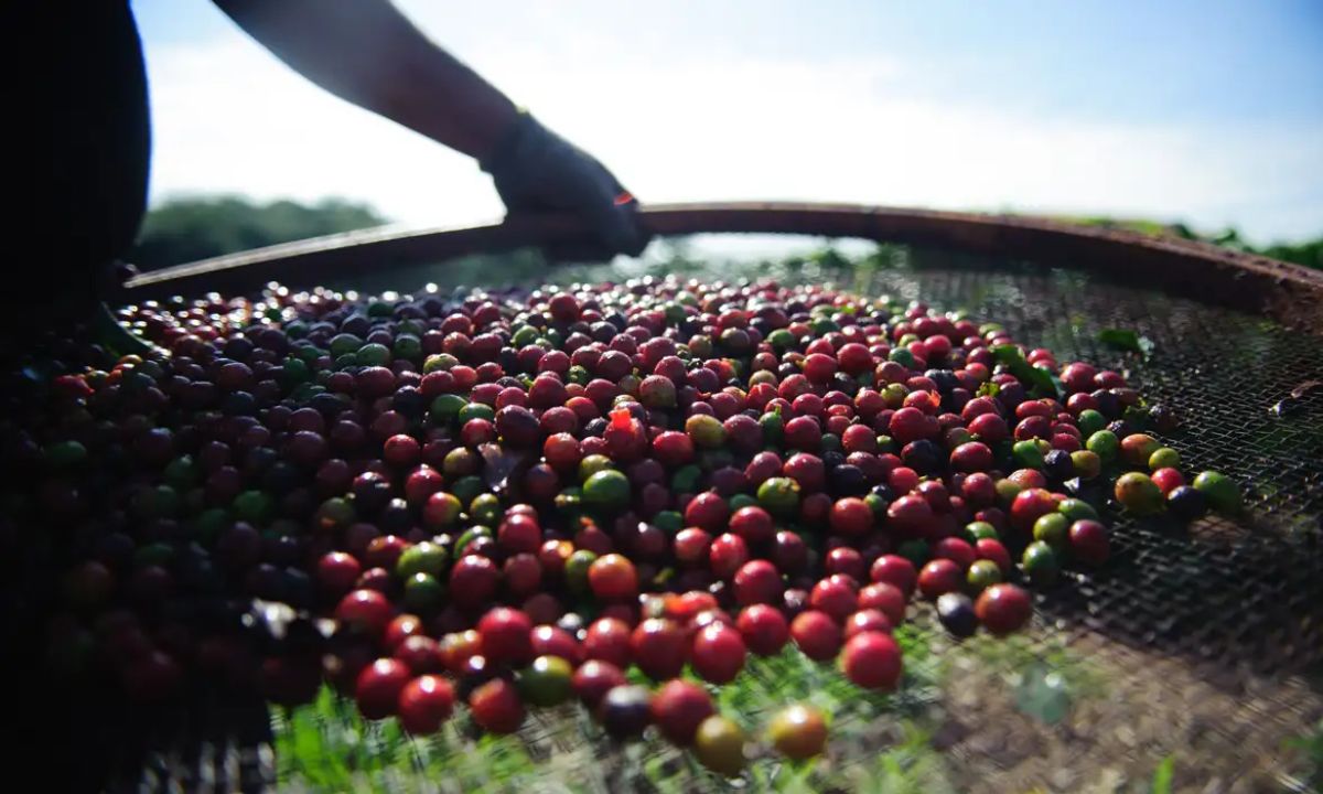 Produção cafeeira