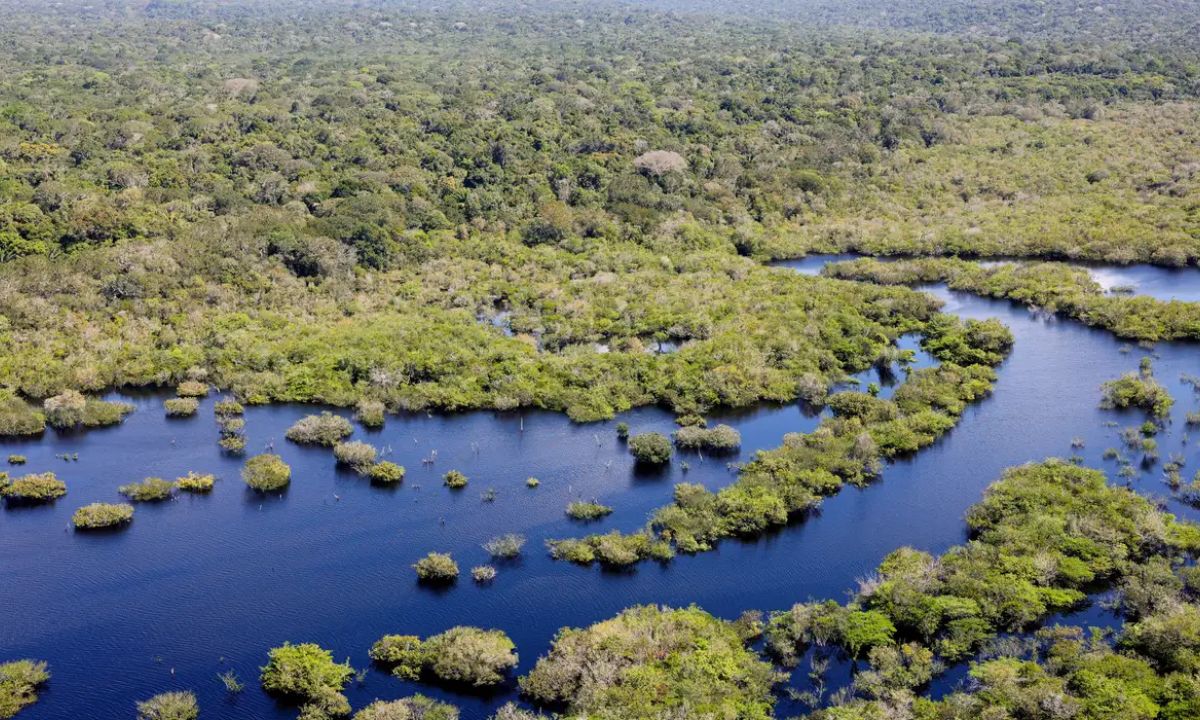 Foto da Floresta Amazônica